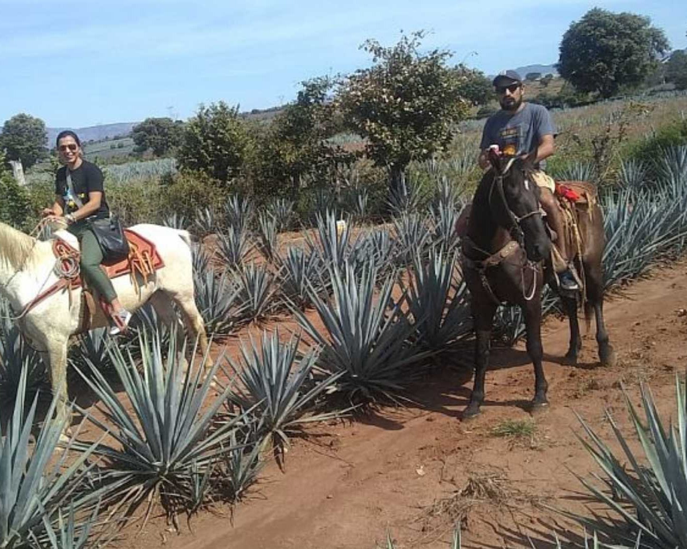 Cabalgata por la Ruta del Tequila