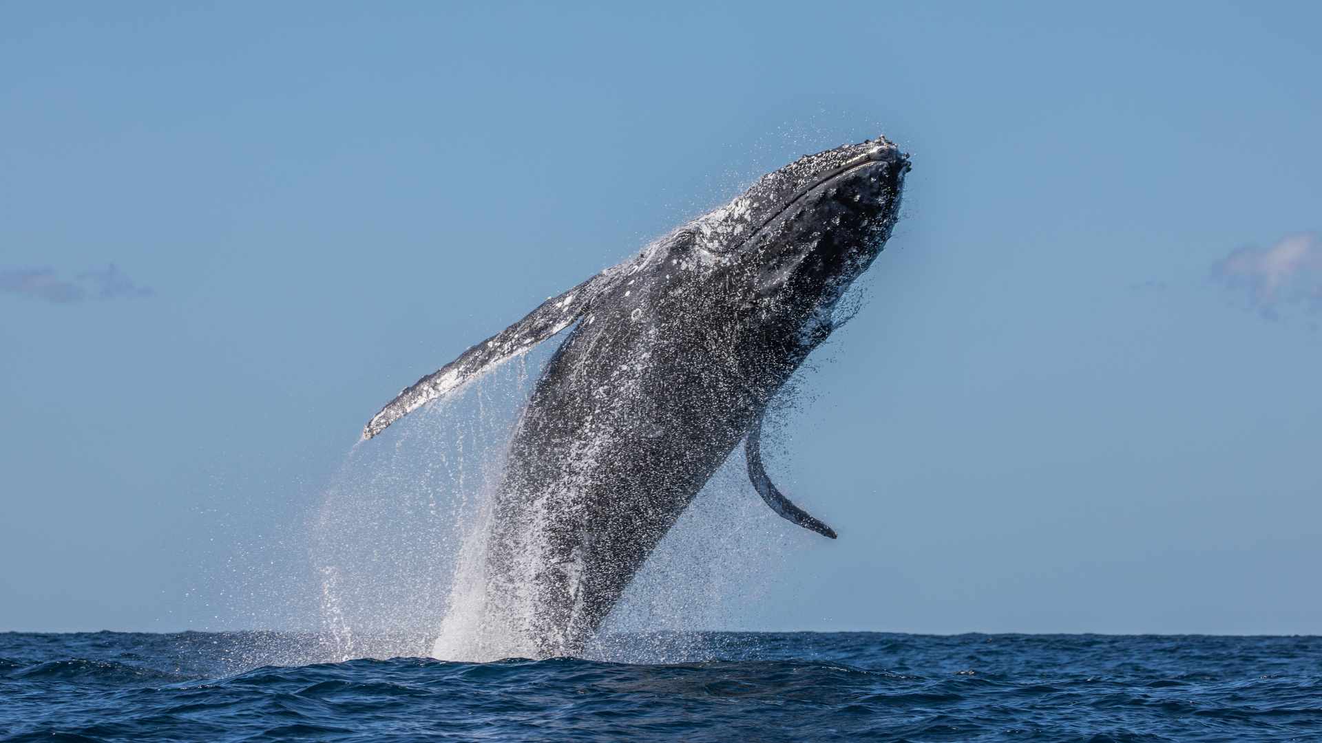 Tour avistamiento de ballena jorobada en Jalisco