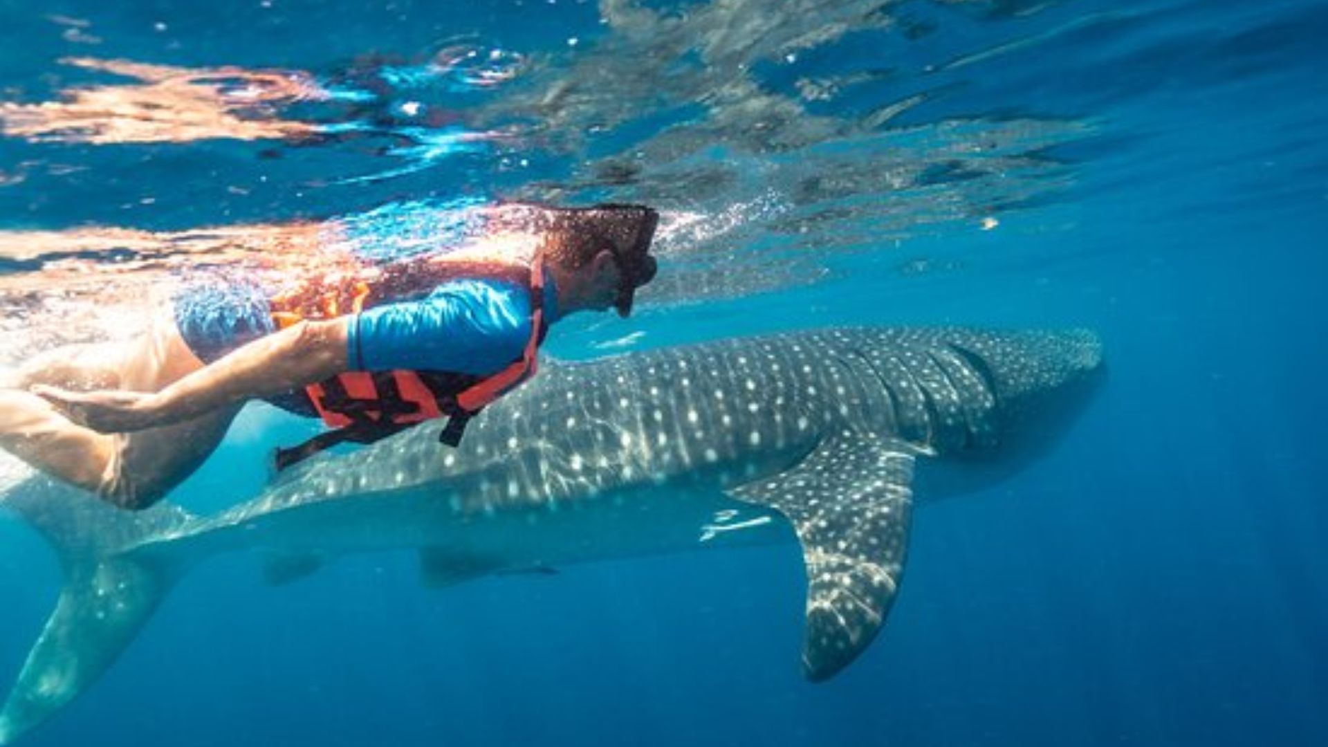 Nado con Tiburón ballena en cancún