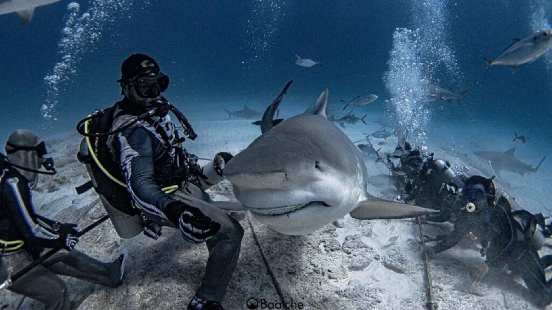 Shark safari isla mujeres tour con tiburones